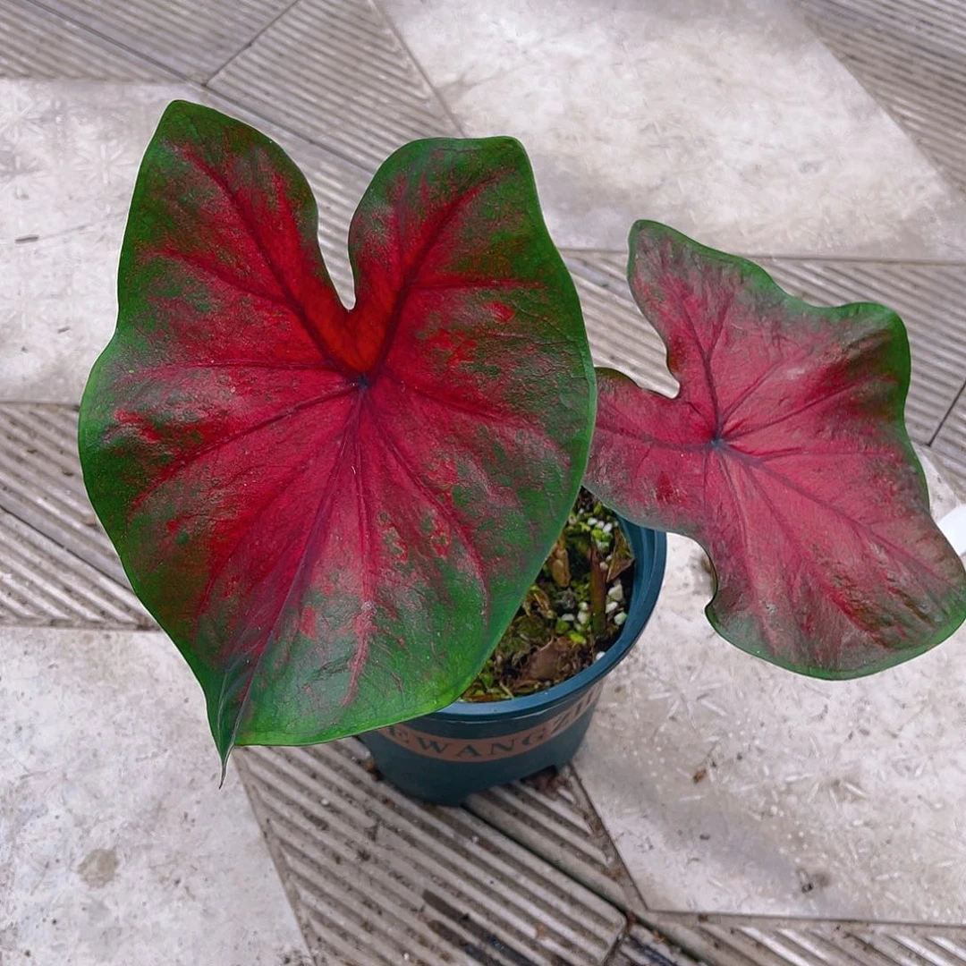 完全开放泰彩一物一拍5088