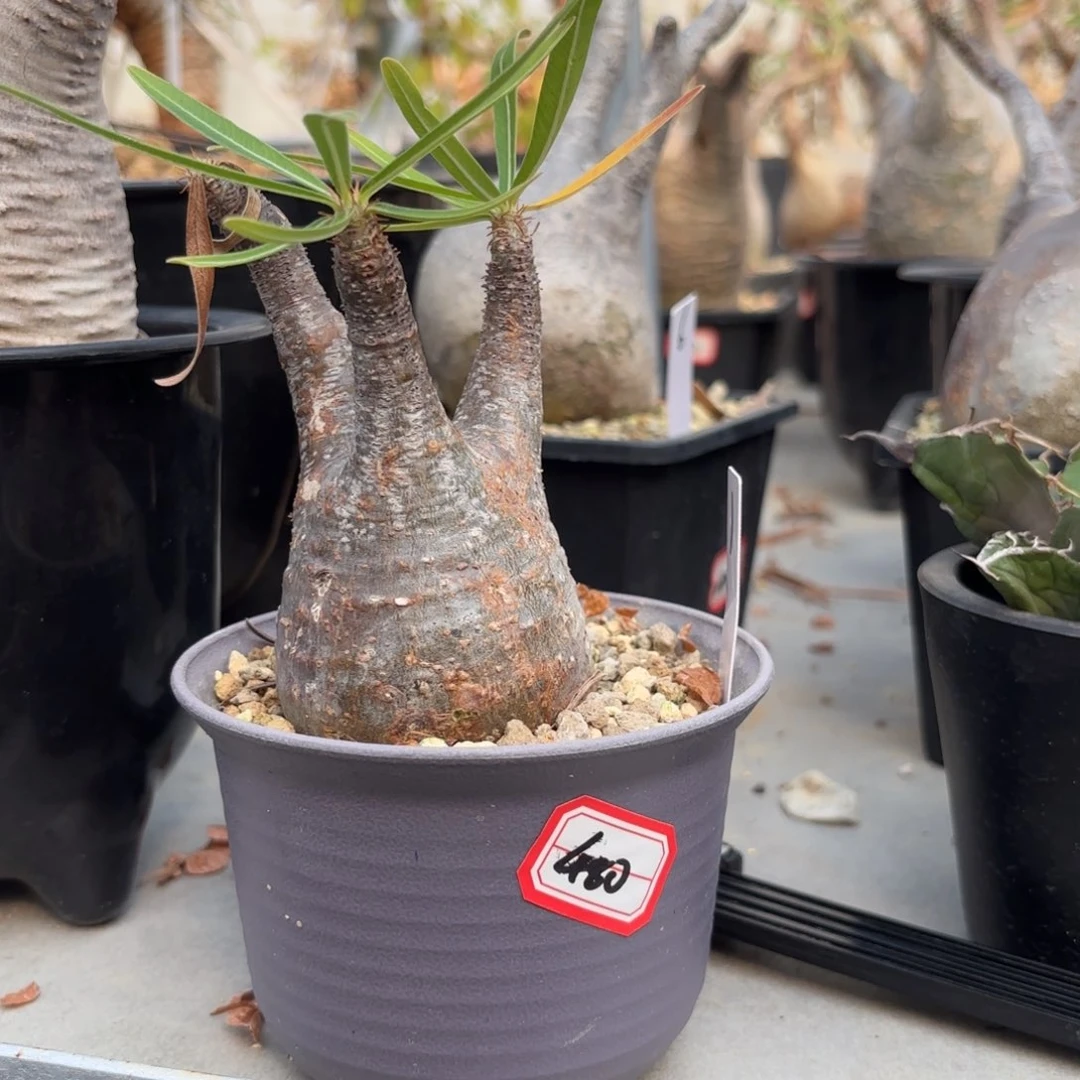 木 象牙宫带盆土。