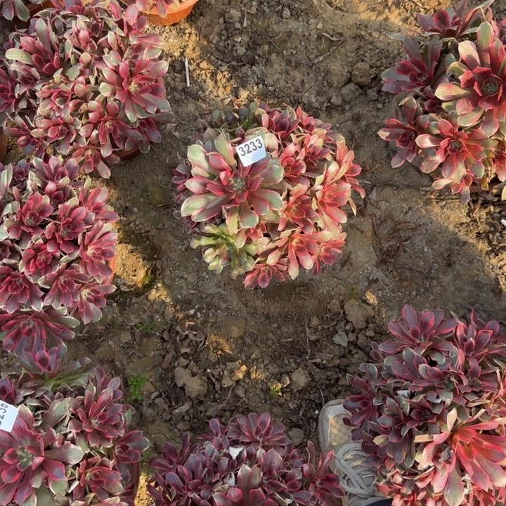 3233 清棚处理不包断枝