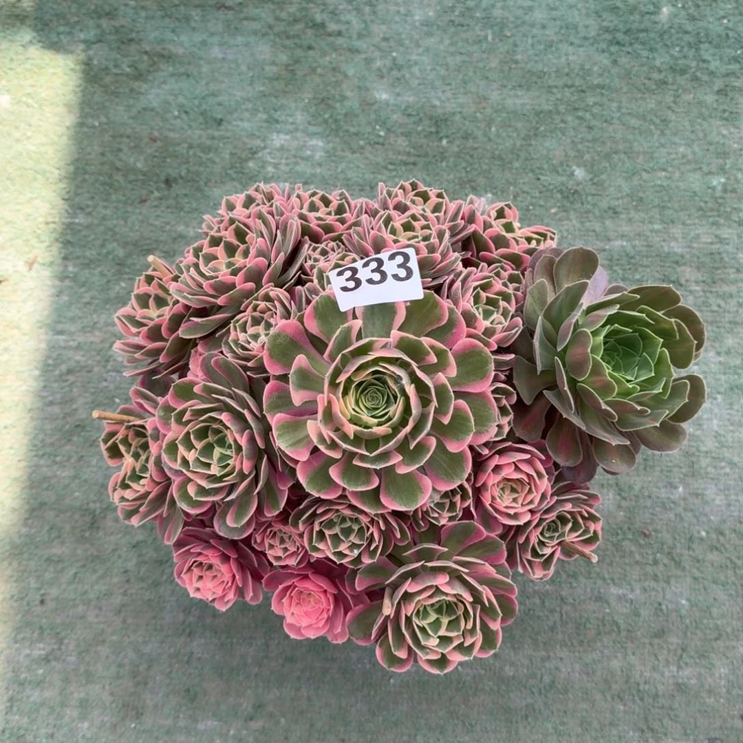 333！妖月法师多肉植物