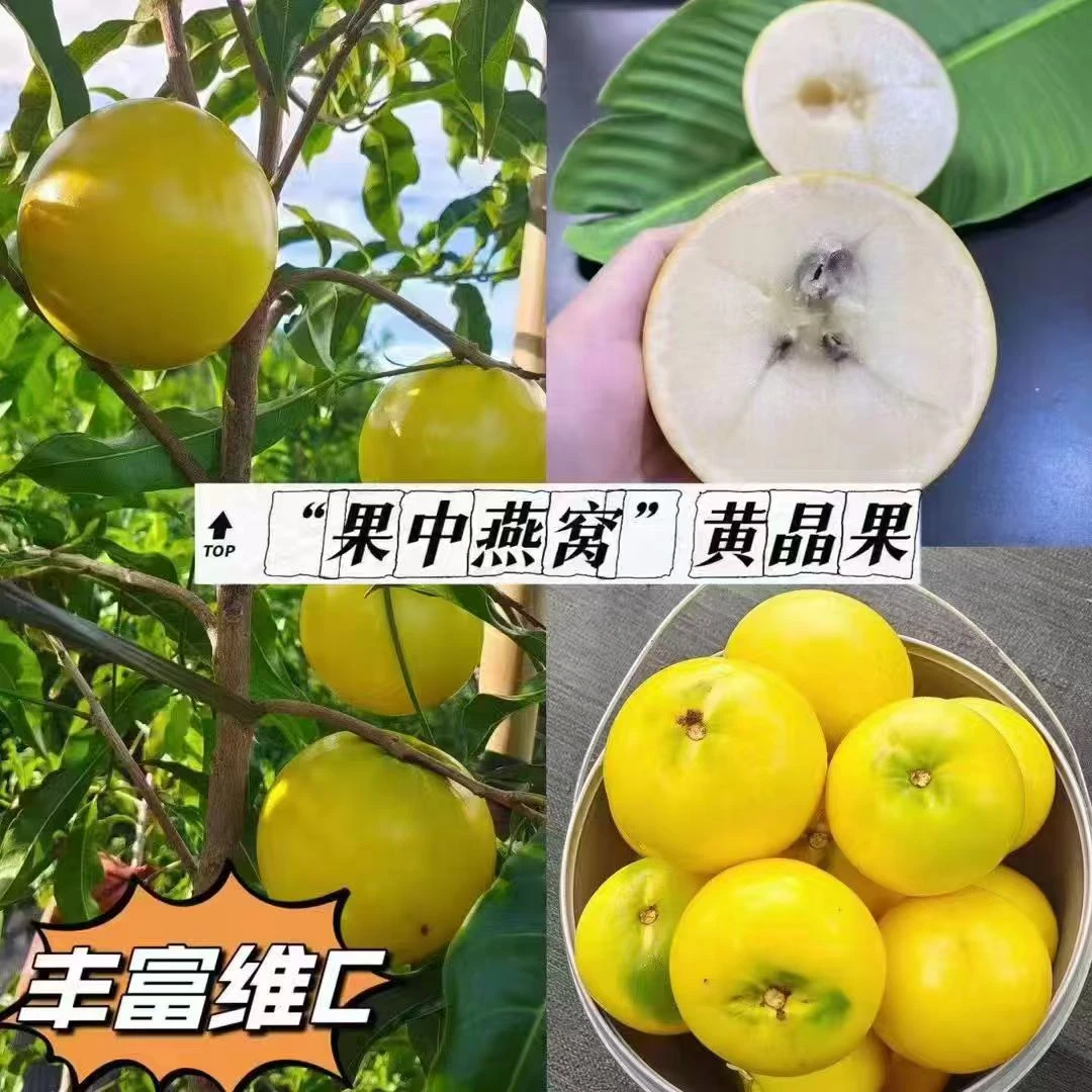【顺丰包邮】 农场直摘牛奶黄晶果甜蜜多汁新鲜美味可口