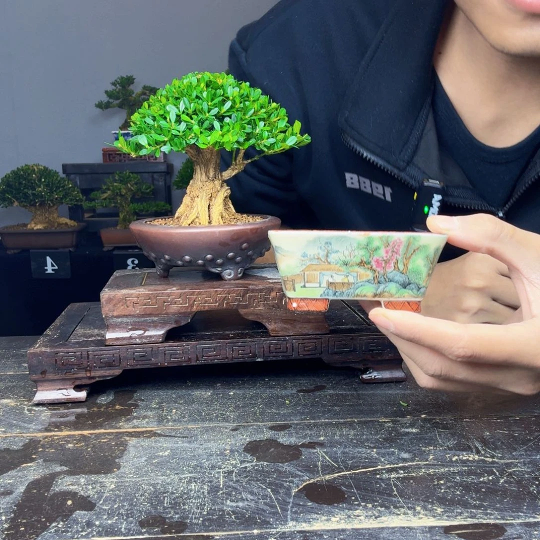 黑***服无花朵黄杨盆景一物一拍