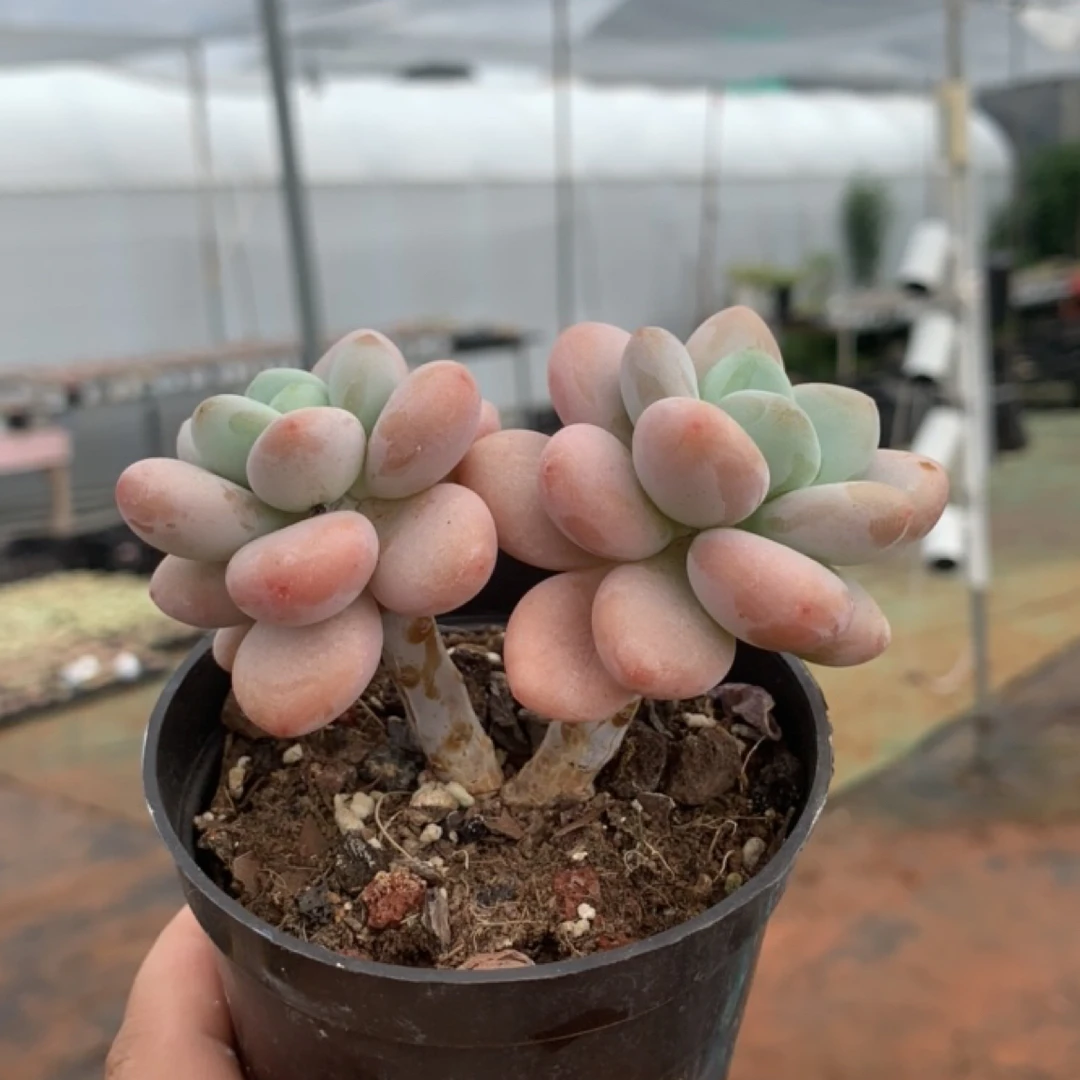 糖果洛神老桩多肉植物2头起发