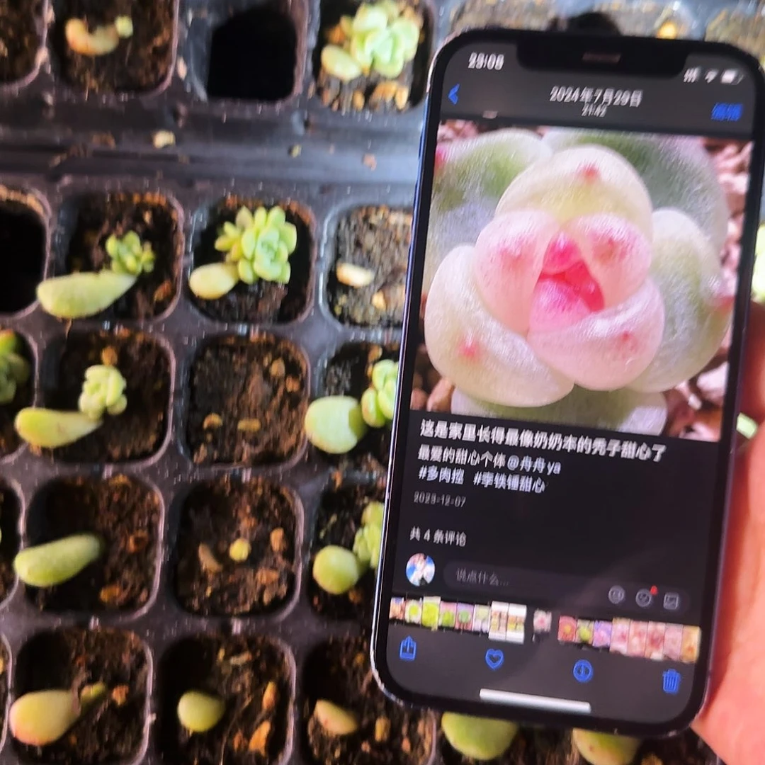 秃子三头甜心芝麻穴一个满25包邮