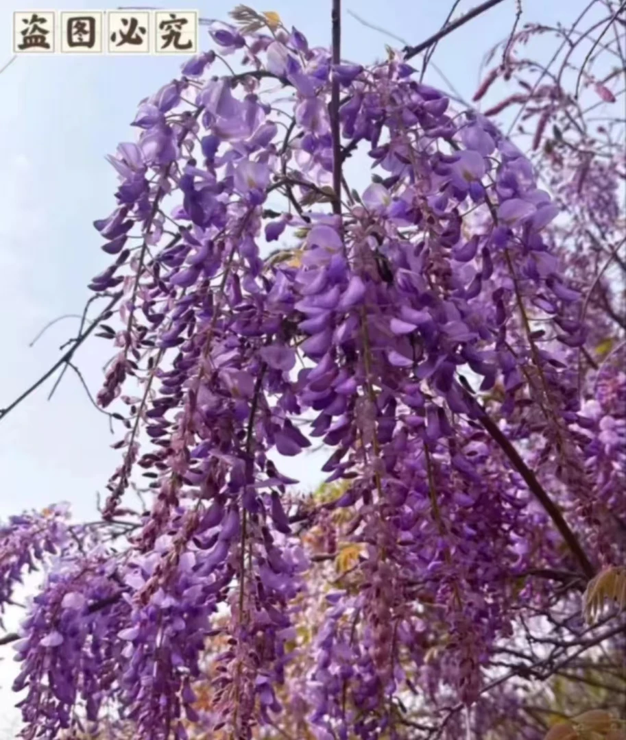 【丰花紫藤】带花芽发货爬藤植物 开花浓香花量大 耐寒 明春开花