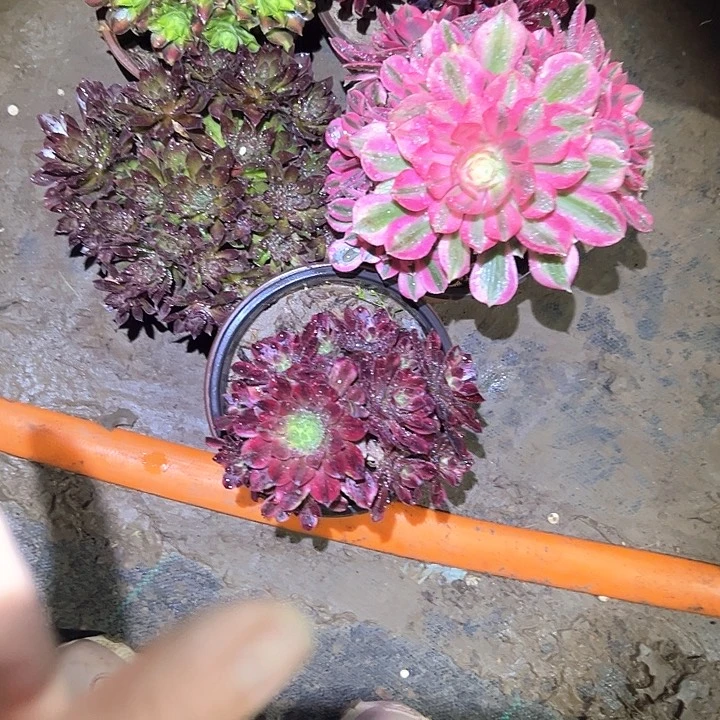 法师一物一拍链接73