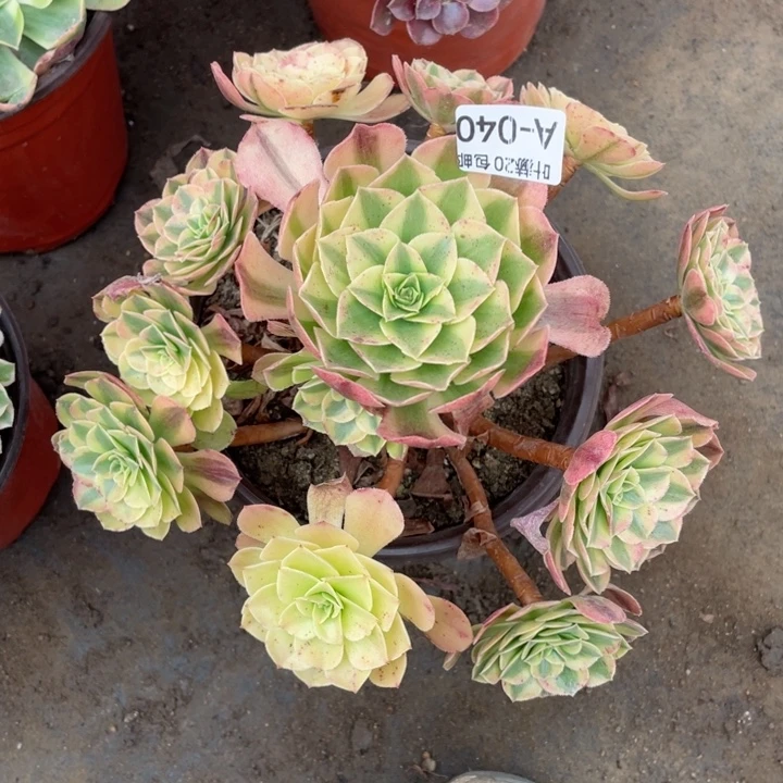 40雨荷多肉11345679