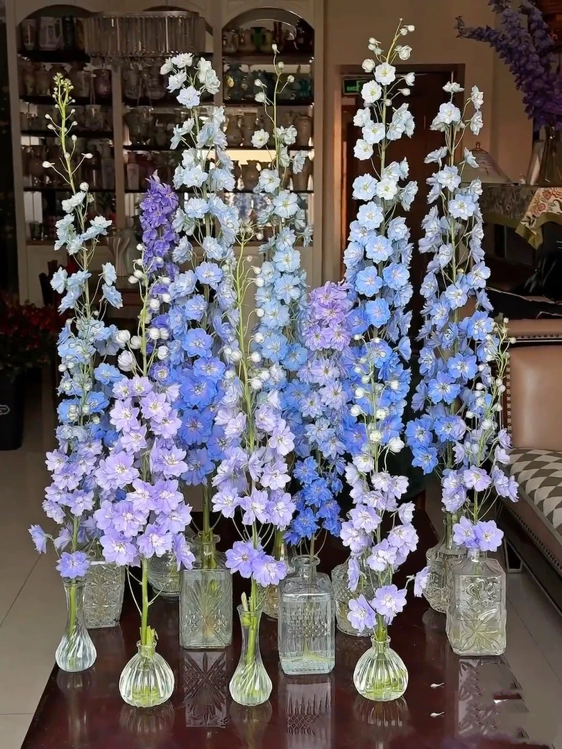 【新鲜采摘】大花飞燕鲜切花真花室内桌面摆件鲜花基地直发包邮