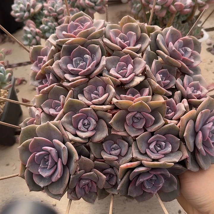 彩虹糖多肉植物的生长