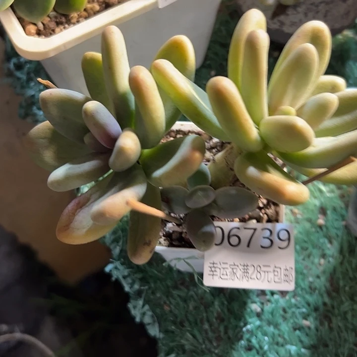 幸运的是你能在这个世界