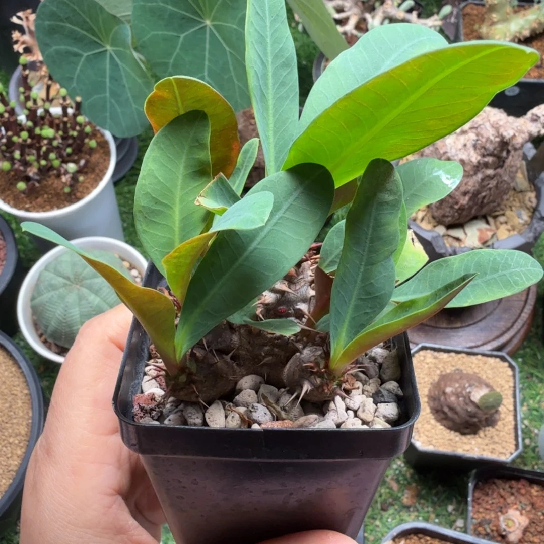 美花念珠444仙人掌