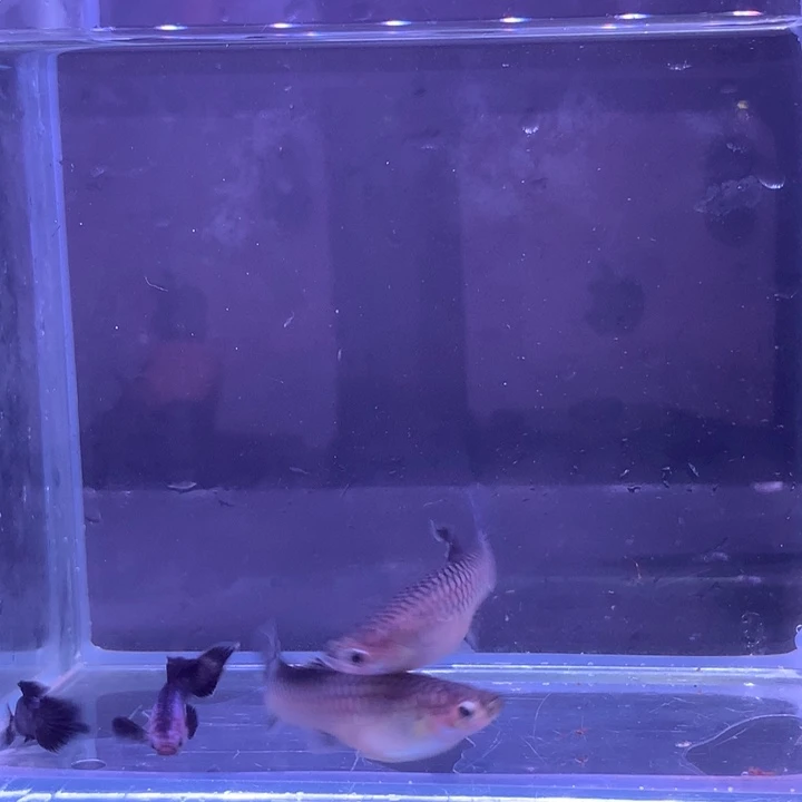 孔雀鱼熊猫孔雀鱼2对