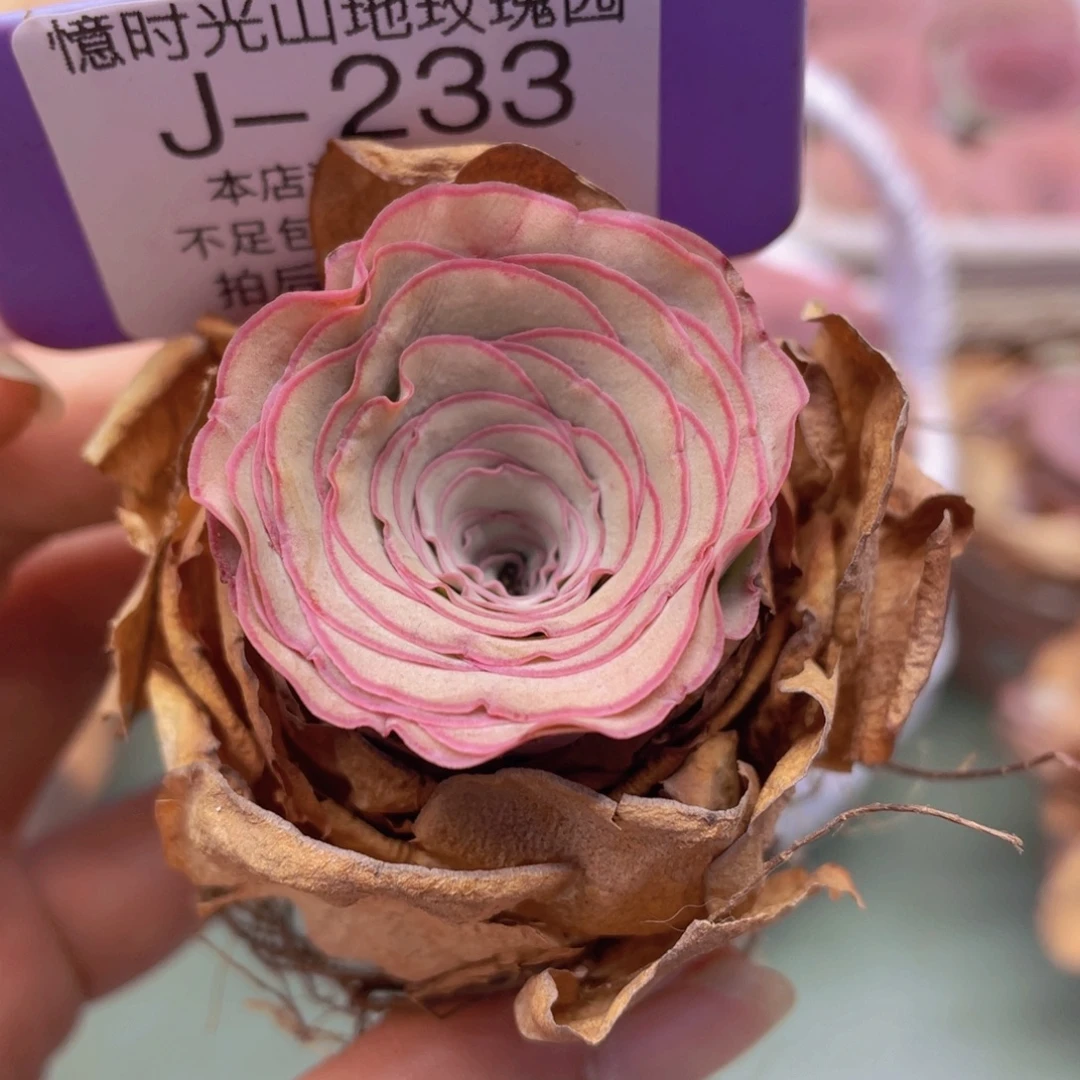 山地玫瑰J233裸根发货不售后