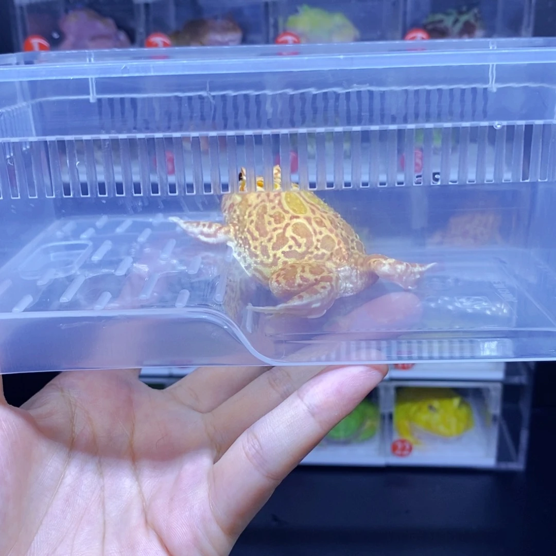 梦***宝角蛙3-10cm闪购专享链接