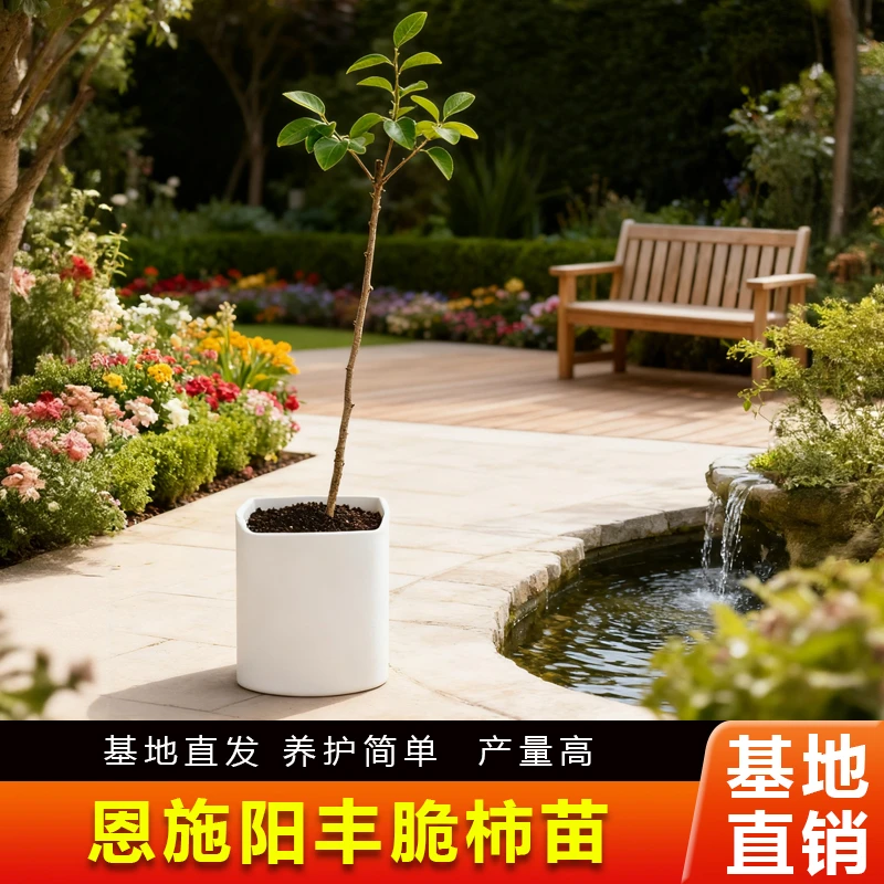 恩施正宗阳丰脆柿苗脆甜多汁不涩不麻嘴庭院阳台绿植景观南北均可