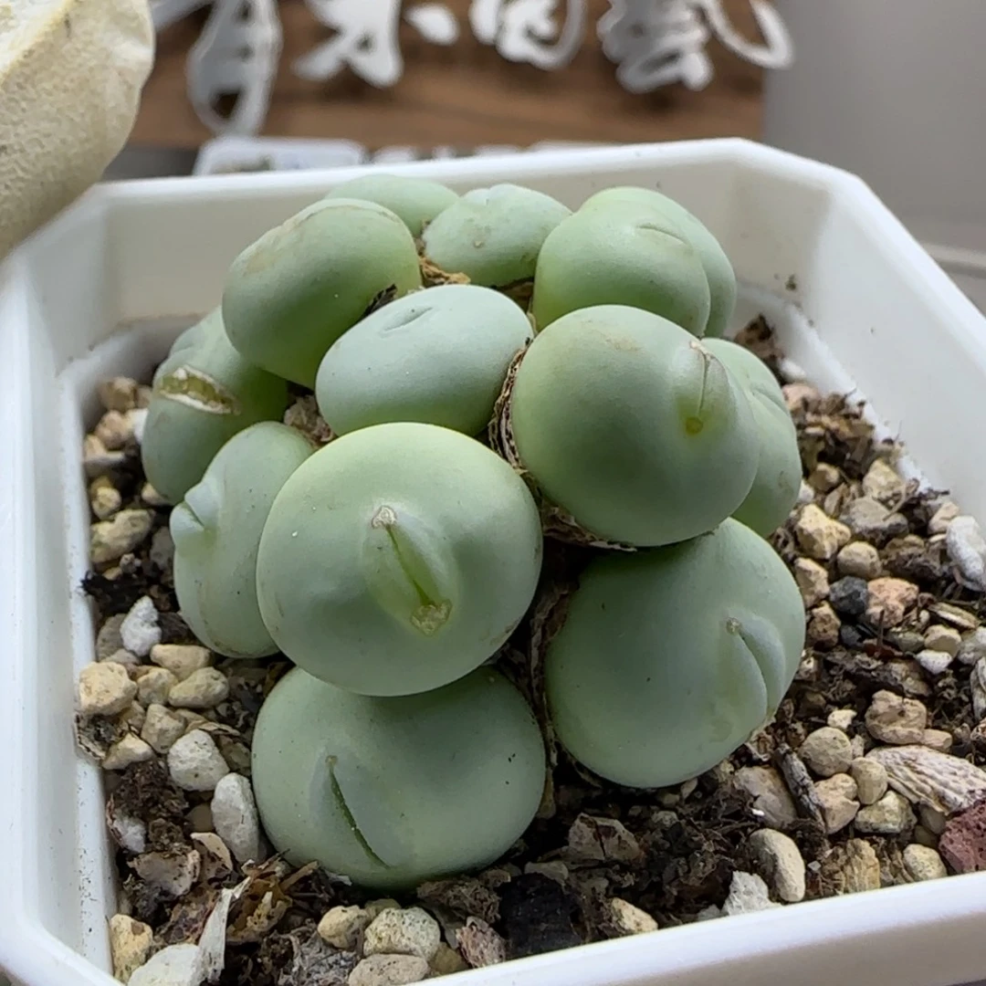 ****岚9-21当天满38包邮玻尿酸嘟嘟嘴大G