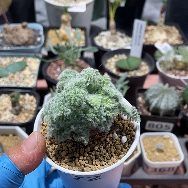 372羽叶杨葵大单头