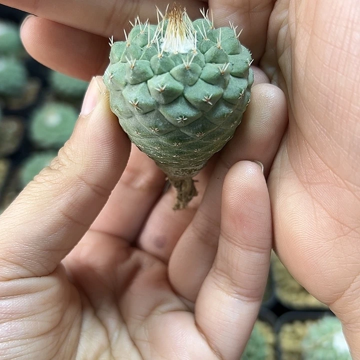 实生菊水3.2公分1颗