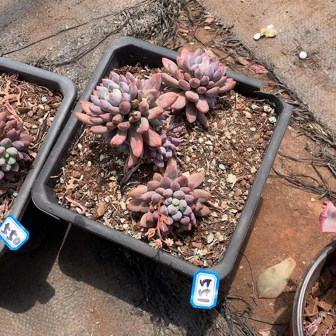 一物一拍多肉 551星星