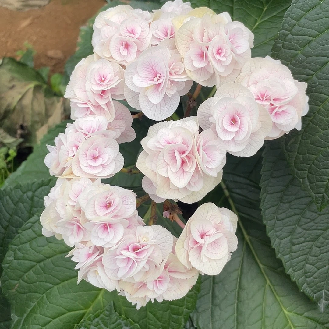 绣球切花一物一拍3枝包邮，293