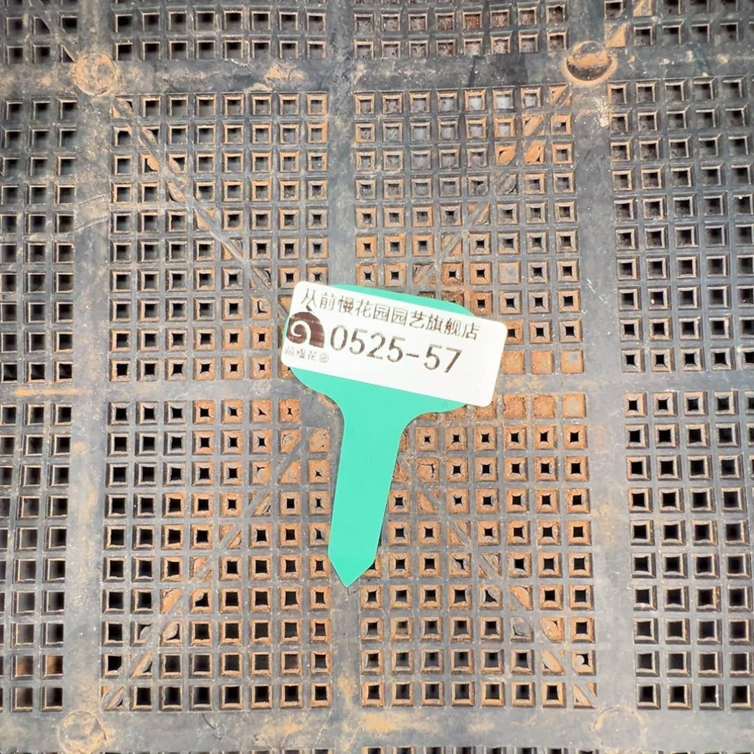 从前慢多肉精选0525-57