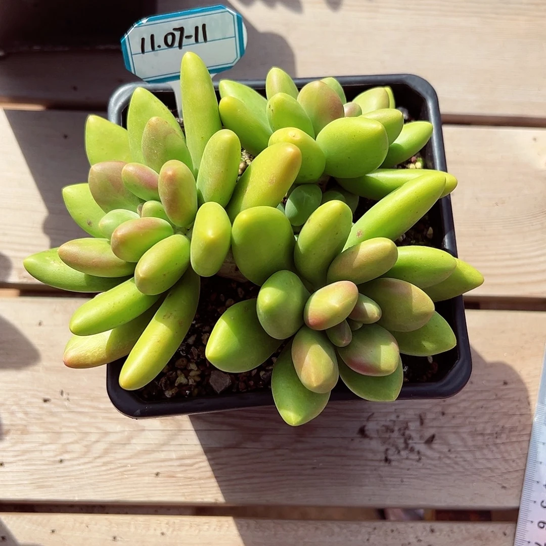 1107-11精控芒果奶