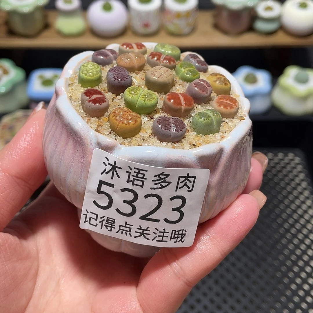 带盆土植物 一物一拍5223
