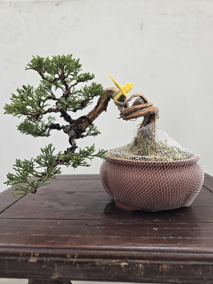 柏树盆景《一物一拍》绿植榆树雀梅朴树黄杨盆景造型艺术