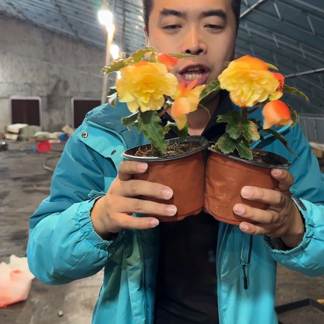 当前无花栽培后可以开花福利2盆白桃，不参与活动