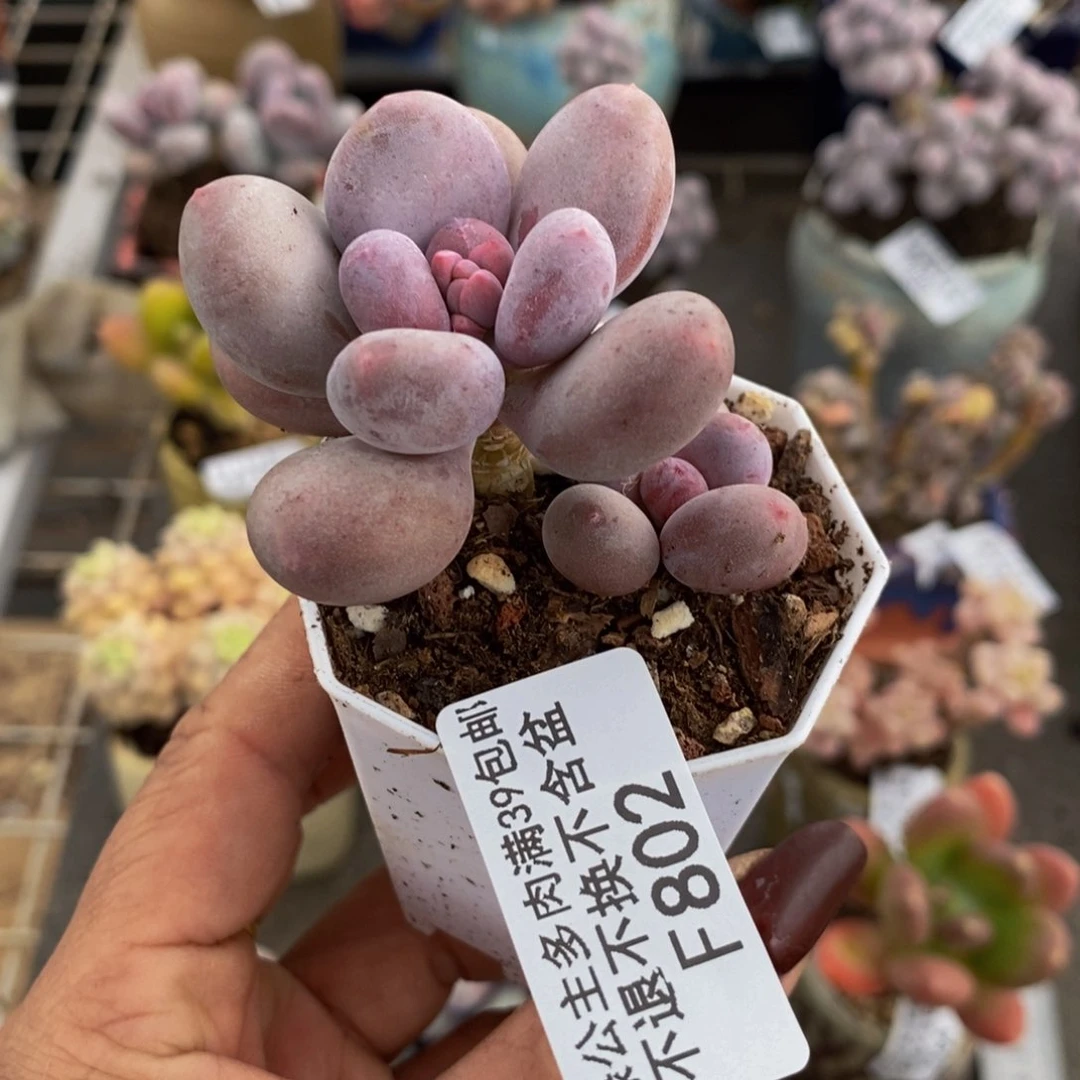 ?**猫丸叶蛋黄奶802/5v m