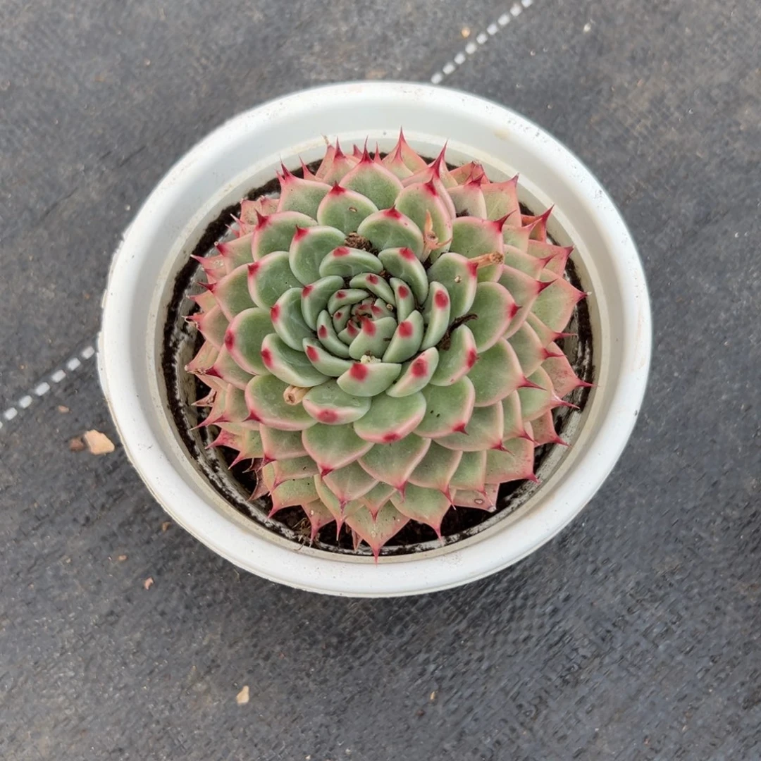 闪购1多肉单头托斯卡