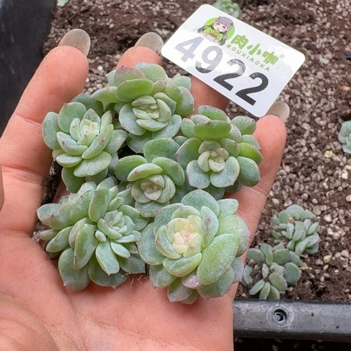 多肉植物多肉植物