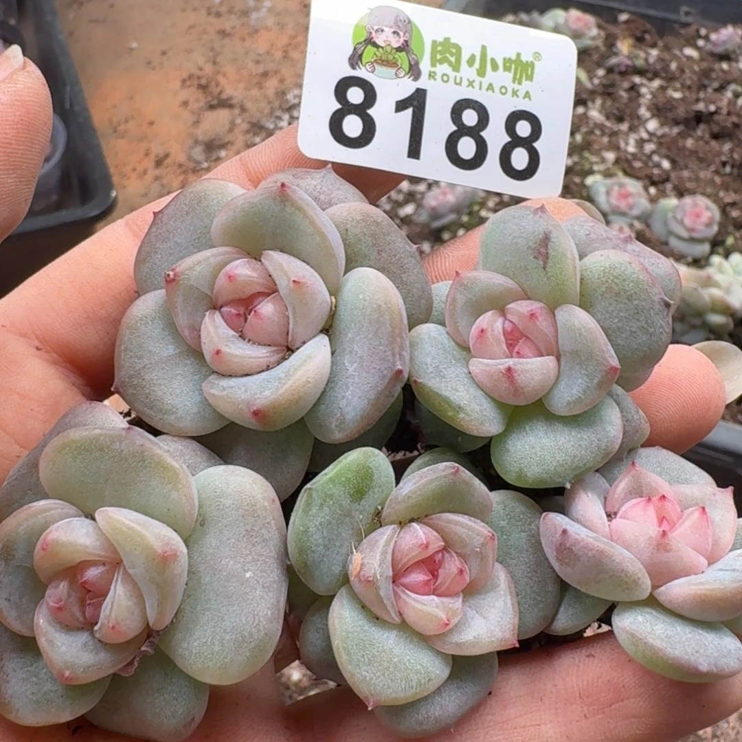 多肉植物多肉植物