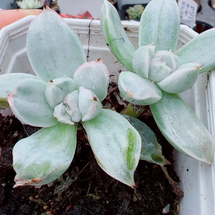虾饺锦假多肉植物367