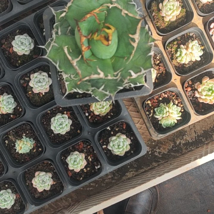 用***7凯撒精品龙舌兰精品龙舌兰