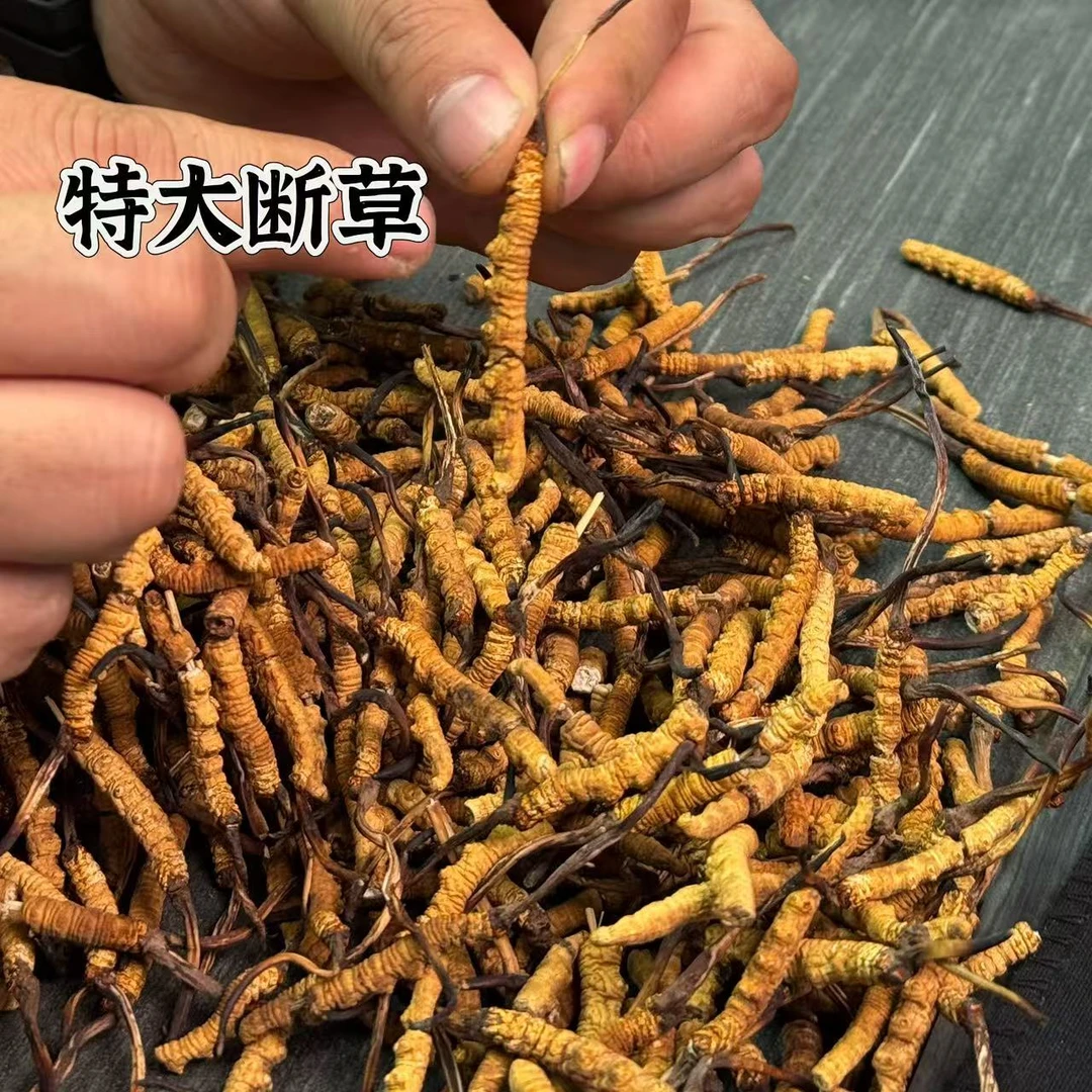 【冬虫夏草 特大断草 订44克 】2条1克的断草  产地西藏那曲