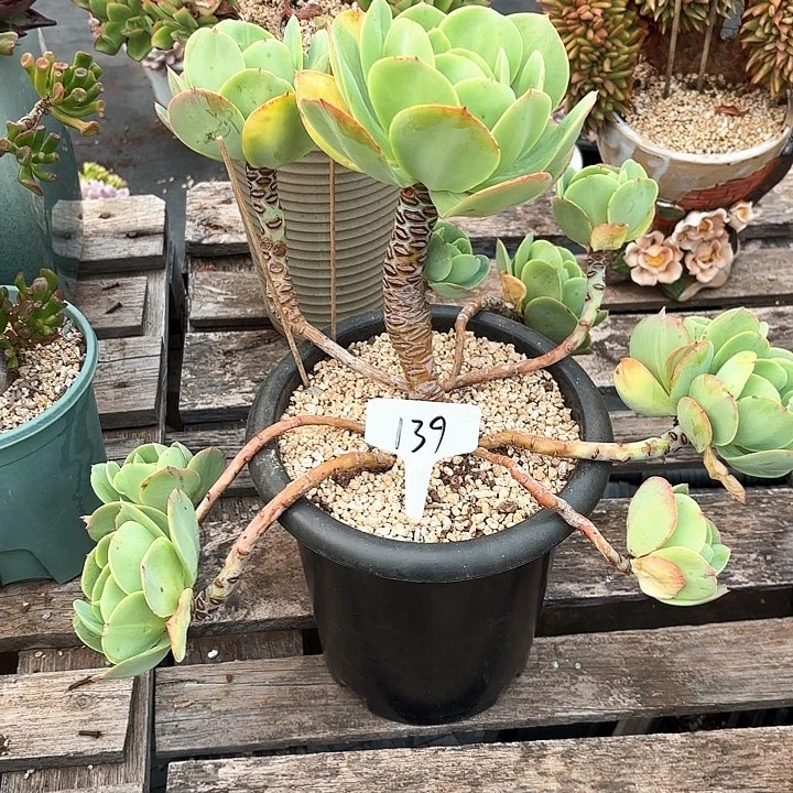 多肉植物，鸡蛋碧桃139号