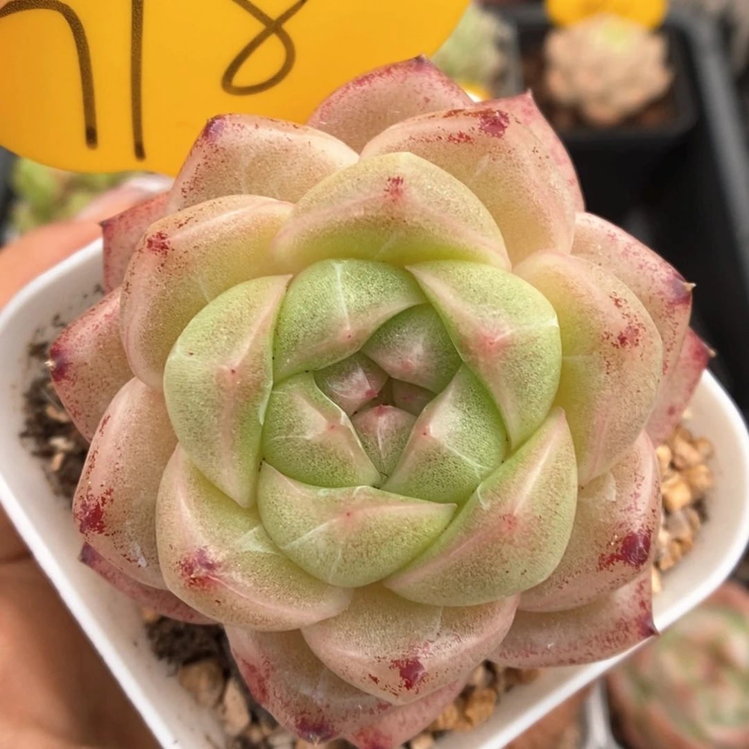 珍妮麦秆可拍718号。