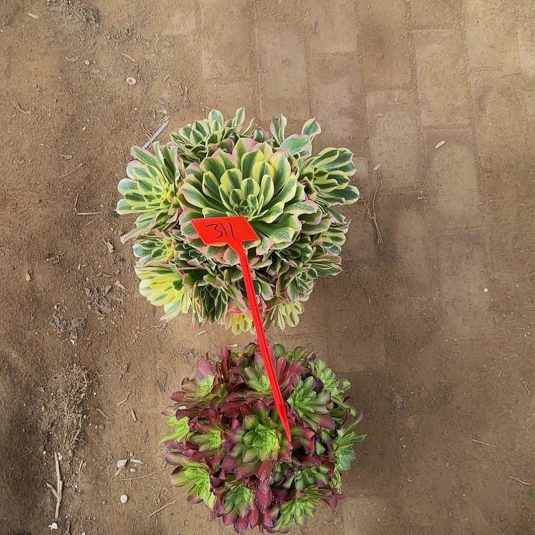 无*311两颗哦哦哦