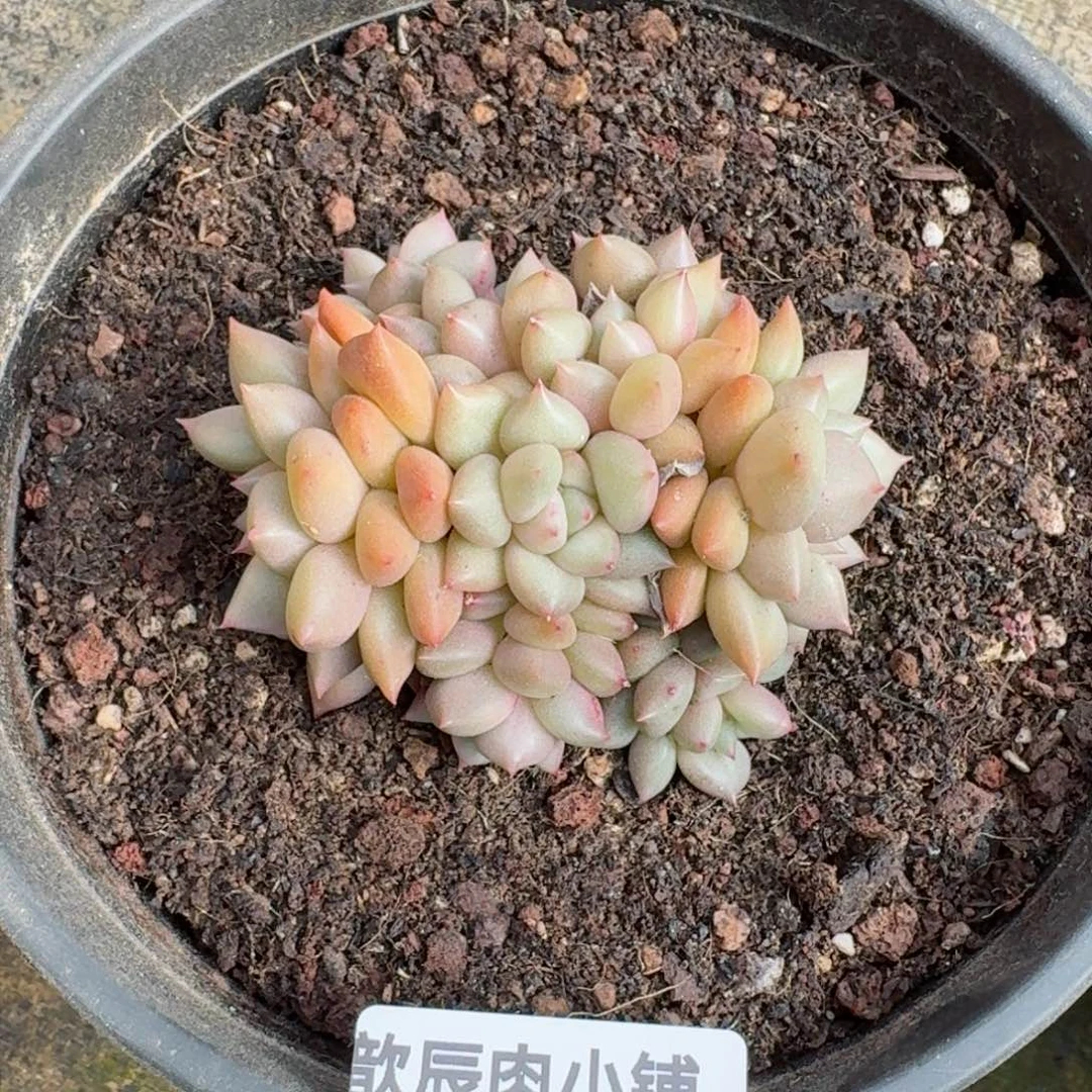 多肉植物  196  象牙