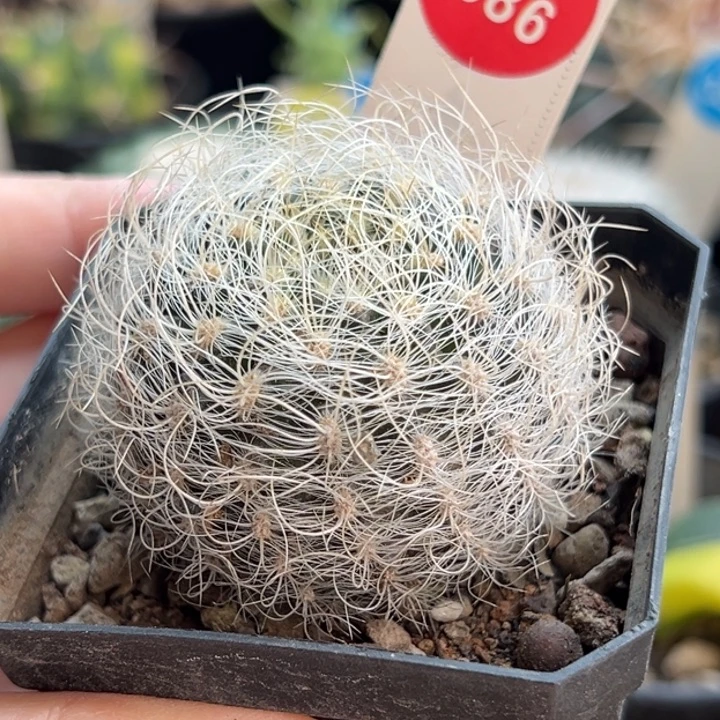 实生狂刺白翁玉5cm