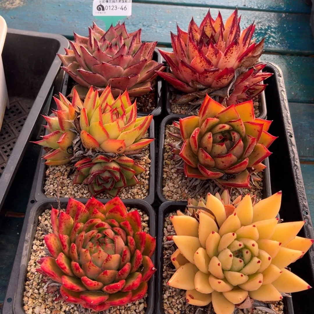 从前慢多肉精选编号0123.46