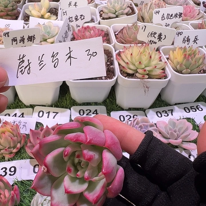 三****面蔚蓝乌木带2叶片18