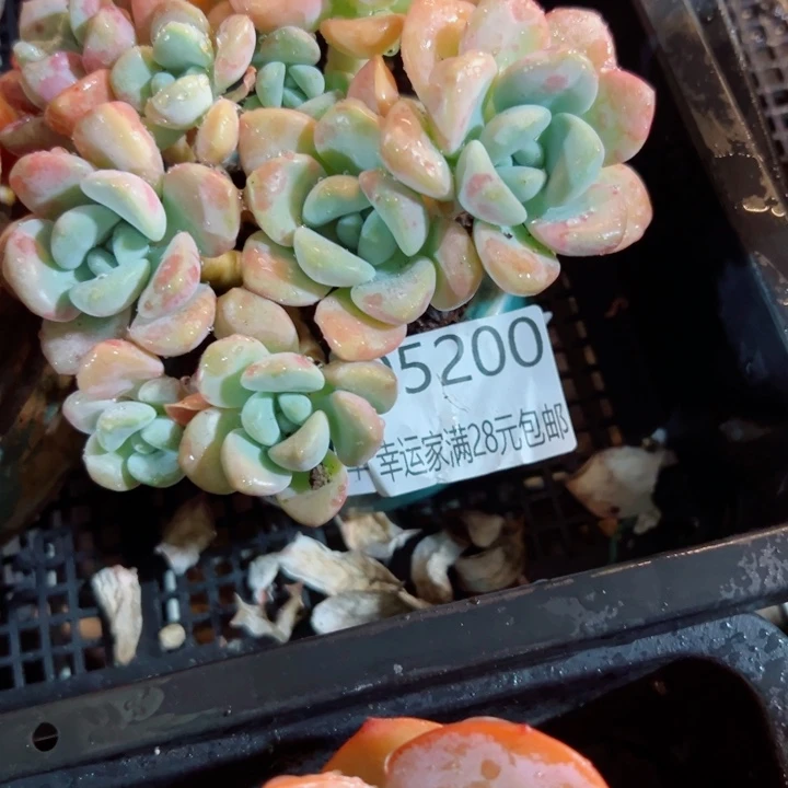 幸运的是我还在等着