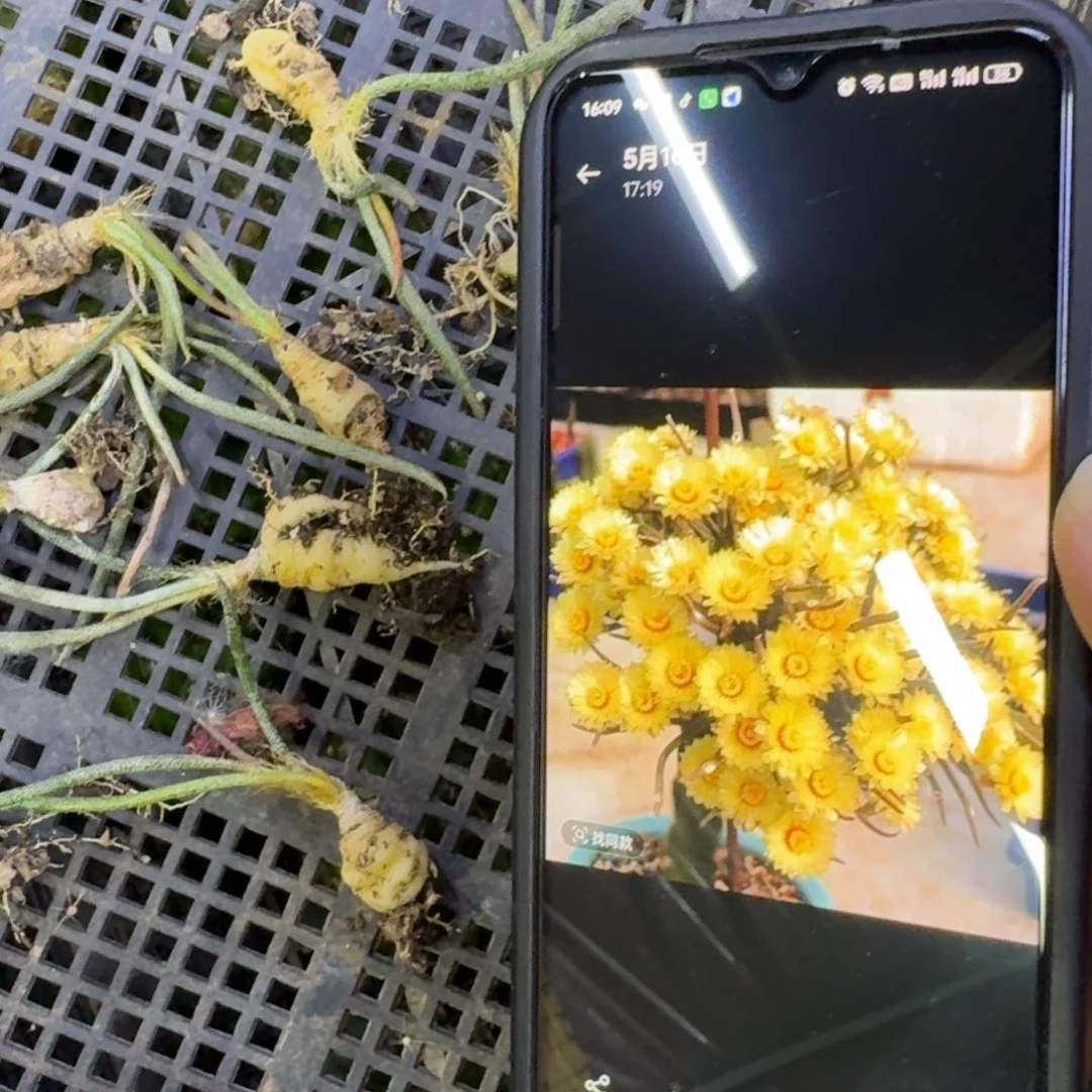 6美杜莎无根小苗1公分左右，20包邮