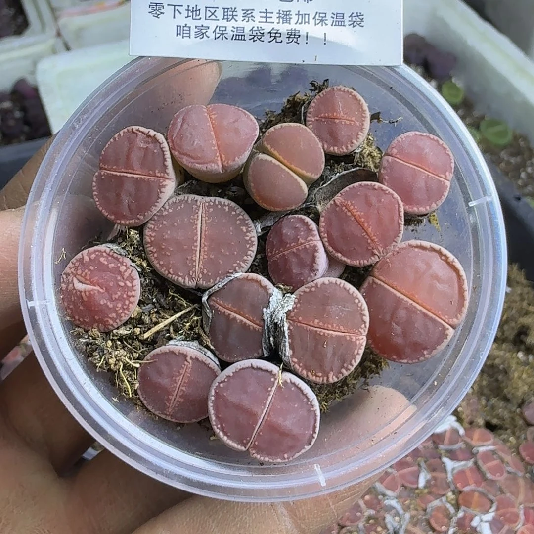 1467 哈哈哈哈哈哈哈