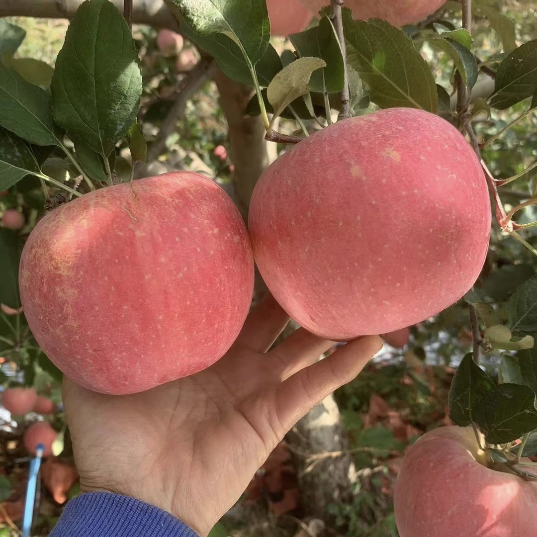 正宗山东临沂红富士苹果带箱5斤脆甜多汁新鲜水果整箱包邮
