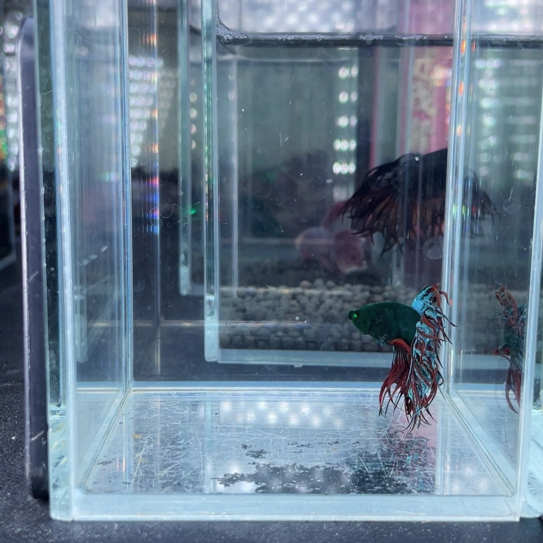 斗鱼17号13早气泡绿毒