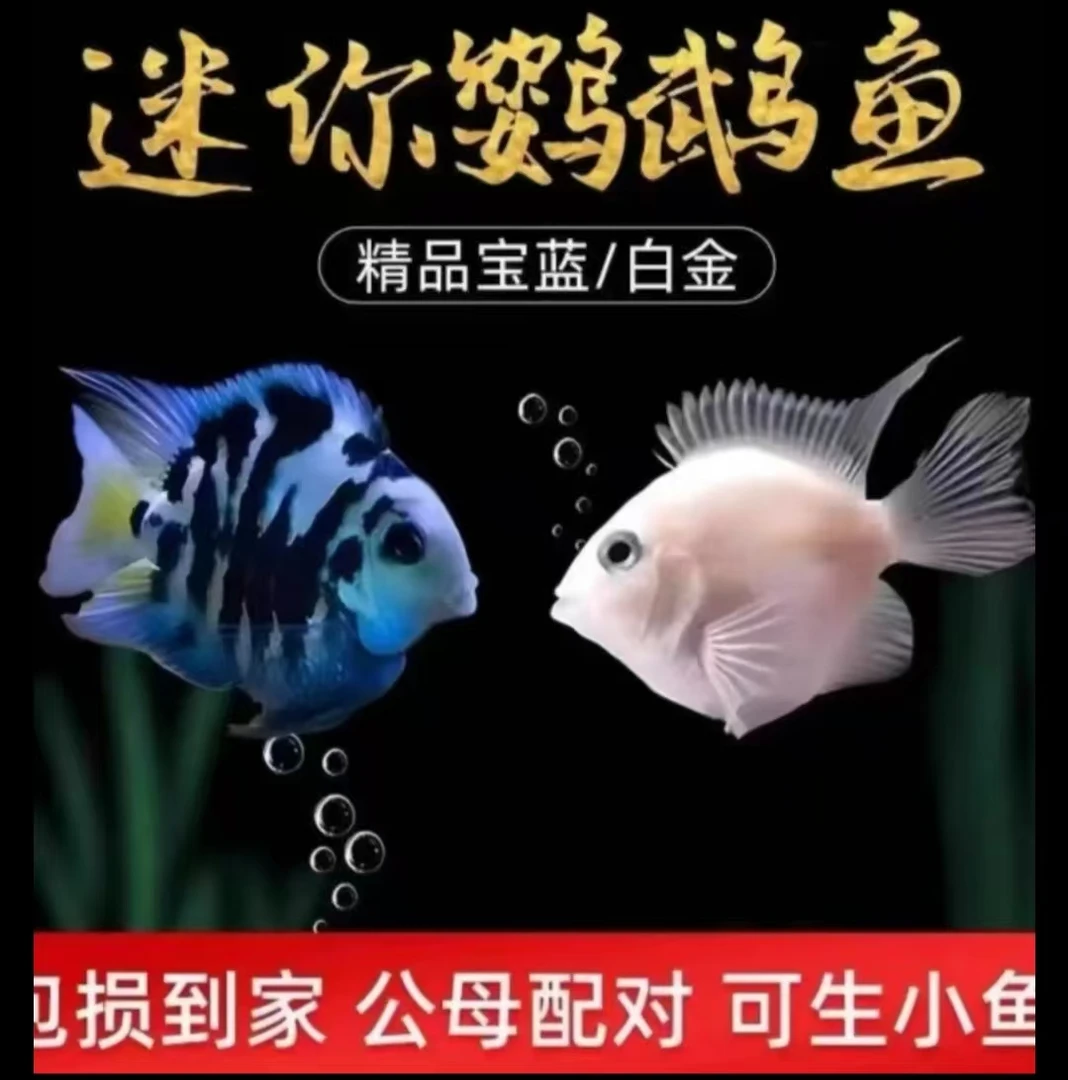 好养耐活迷你鹦鹉鱼活体淡水鱼苗可繁殖产卵观赏鱼