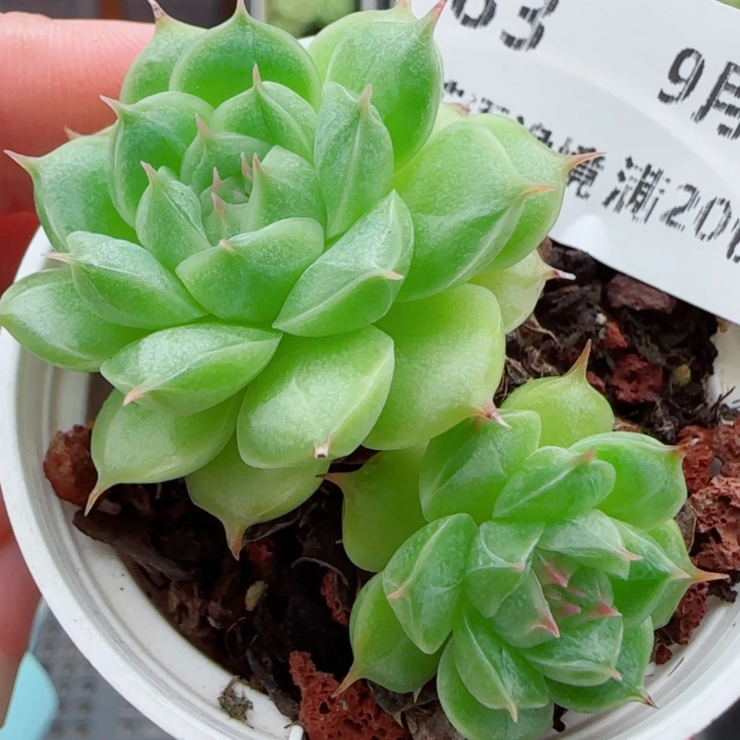 花语逸镜0924-83三